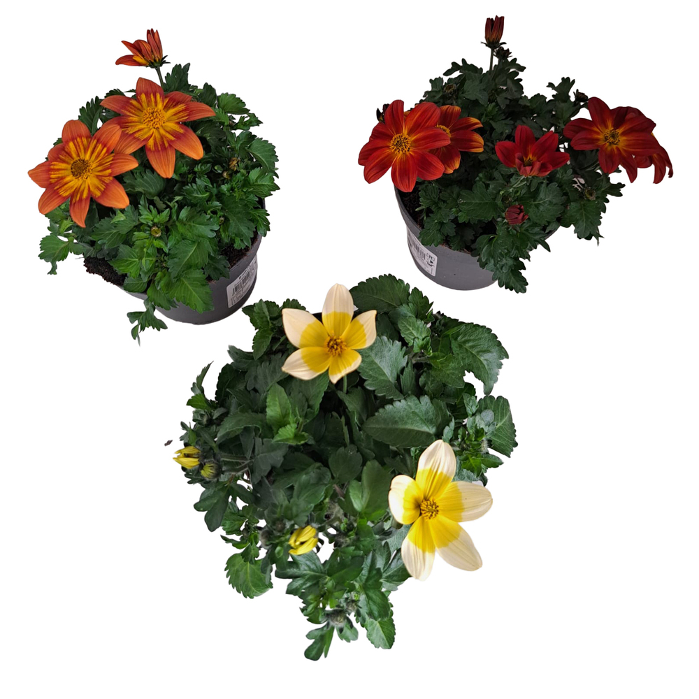 Bidens ferulifolia