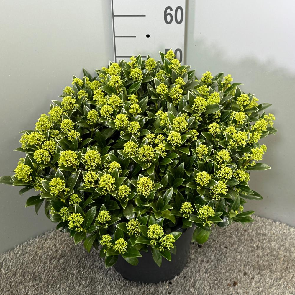 skimmia