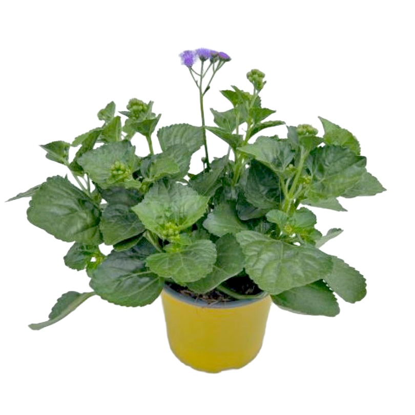 Ageratum houstonianum monarch magic