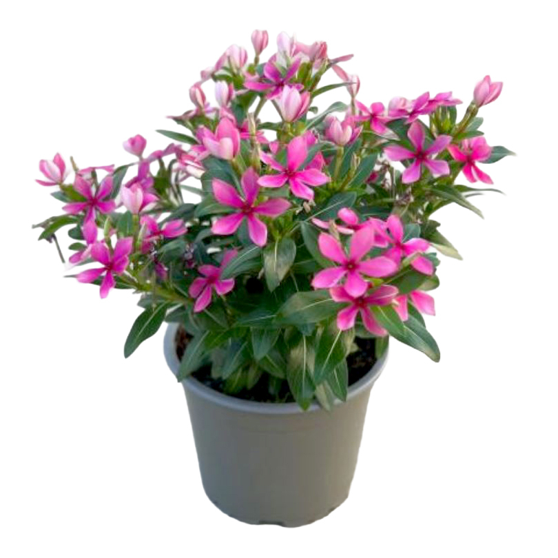 Catharanthus roseus soirée