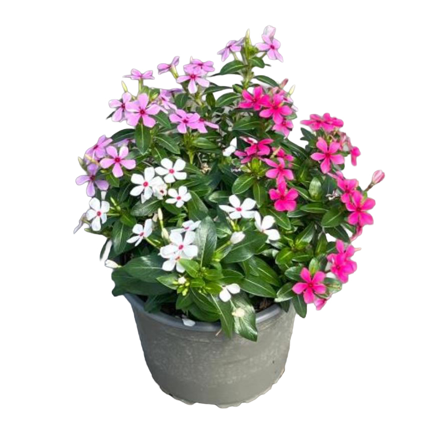 Catharanthus roseus soirée trio