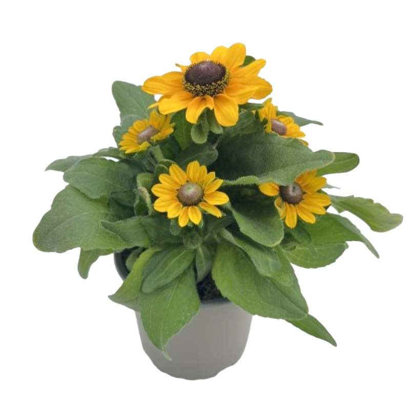 Rudbeckia hirta tablemate gold