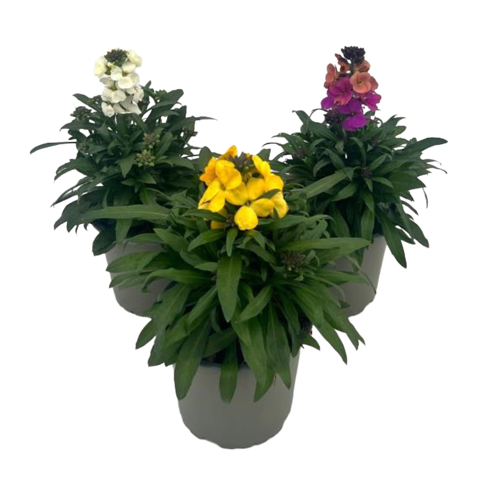 Erysimum