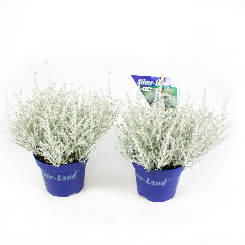 Helichrysum