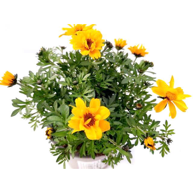 Bidens tweety