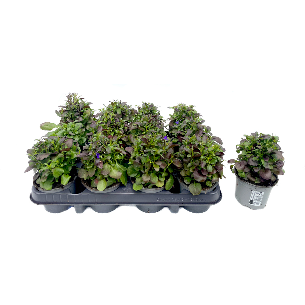 Lobelia erinus riviera midnight blue