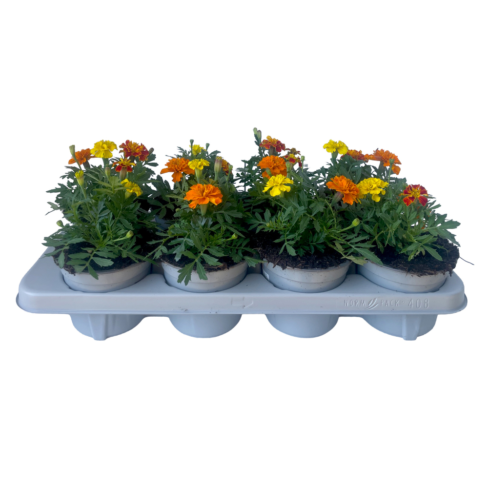 Tagetes patula nana trio