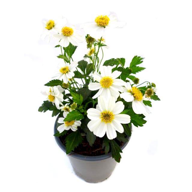 Bidens white