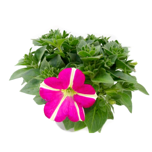 Petunia amore pink heart