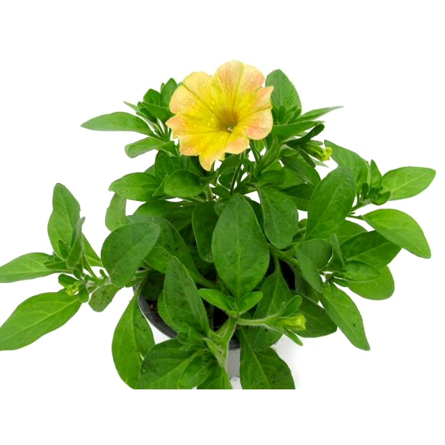 Petunia mango madness