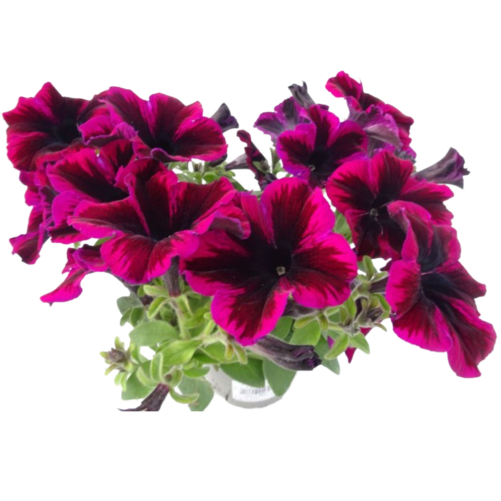 Petunia hybriden go!tunia cosmic purple