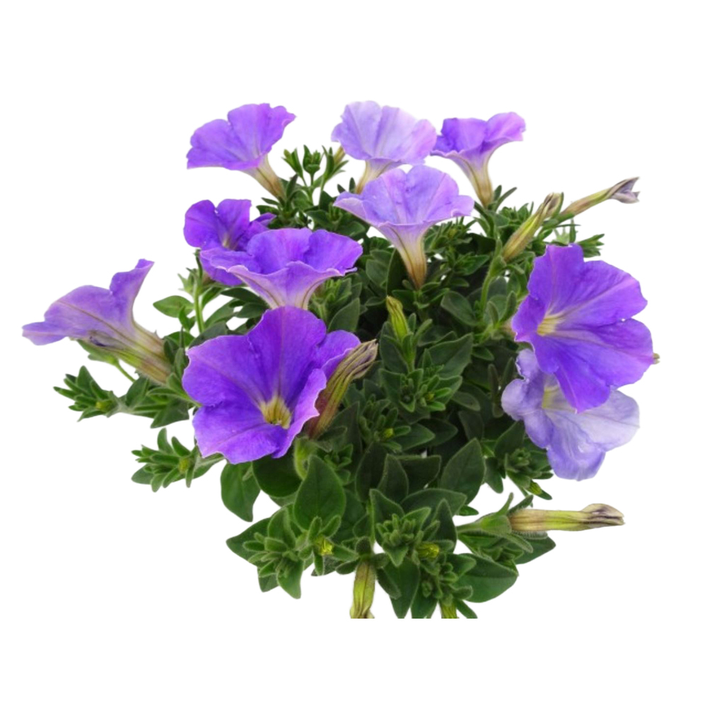 Petunia hybriden go!tunia sky blue