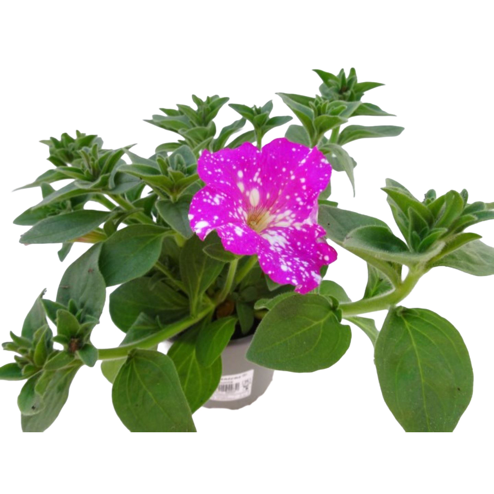 Petunia grandiflora dolly dots