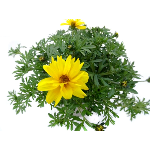 Bidens tweety