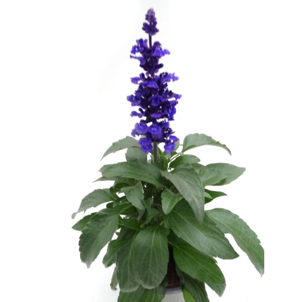 Salvia farinacea
