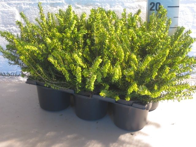 erica darleyensis