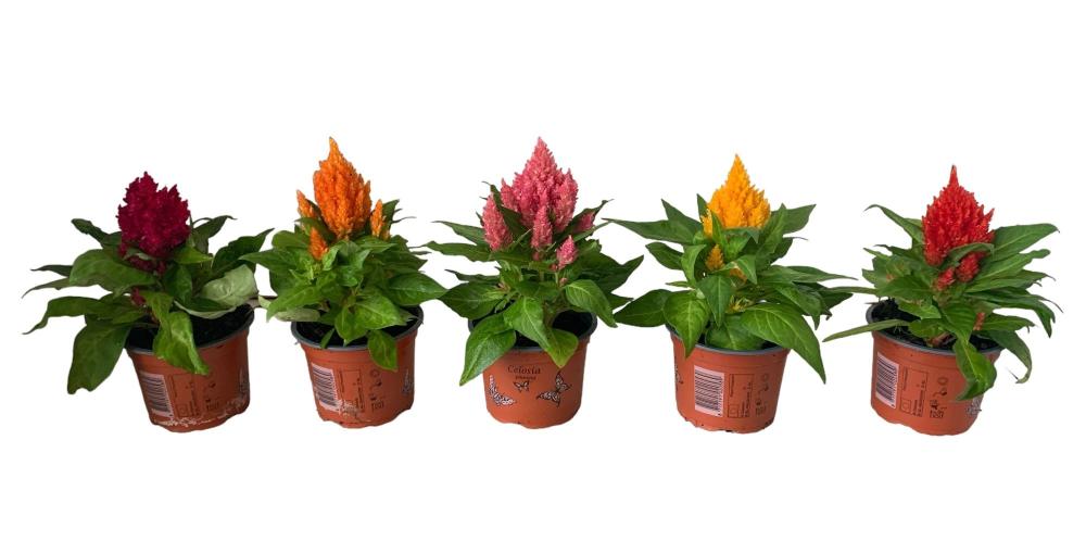 celosia