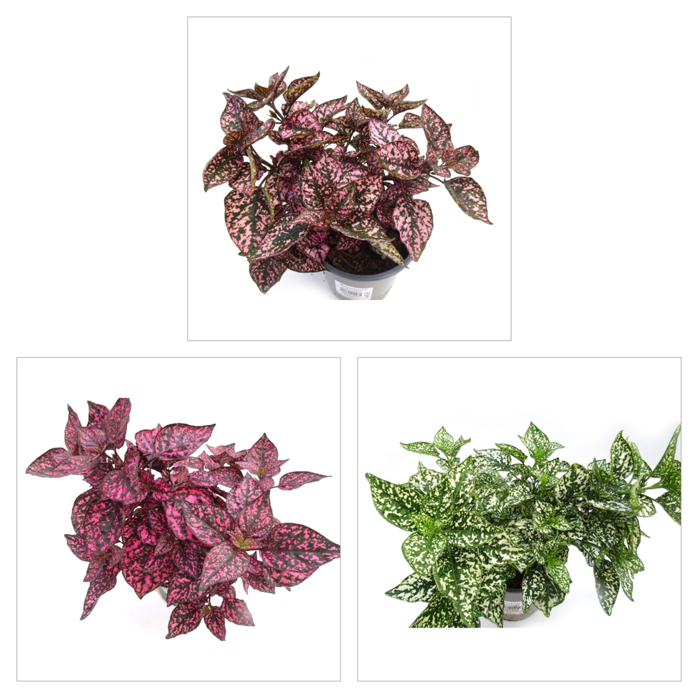 Hypoestes
