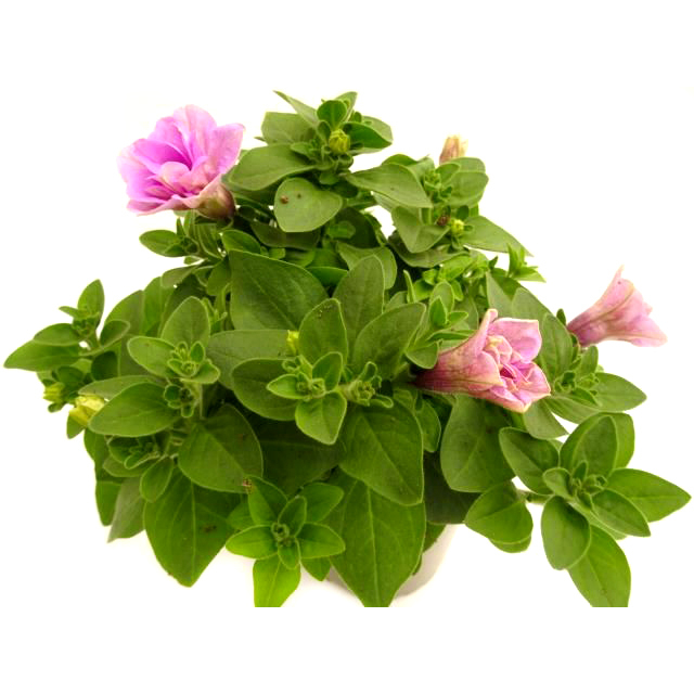 Petunia sugar candy