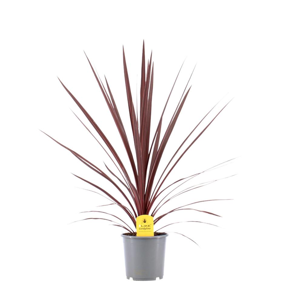 cordyline indivisa