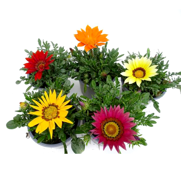 Gazania hybrid