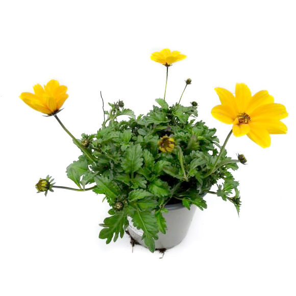 Bidens ferulifolia golden empire