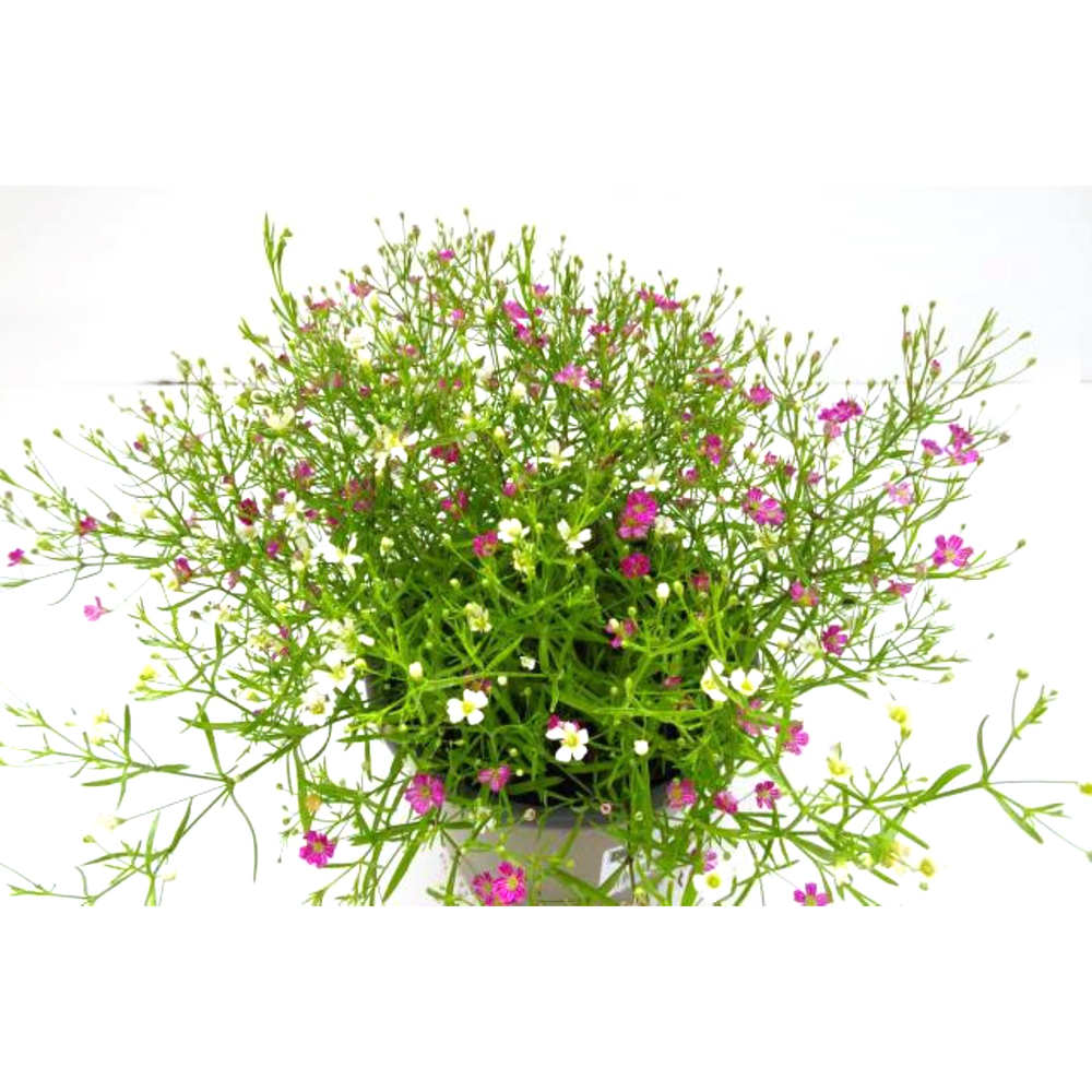 Gypsophila muralis twin/duo