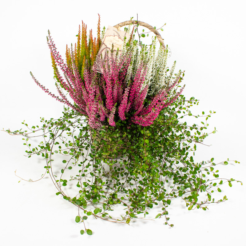 Heide mix