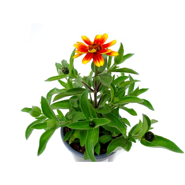 Zinnia sunbust