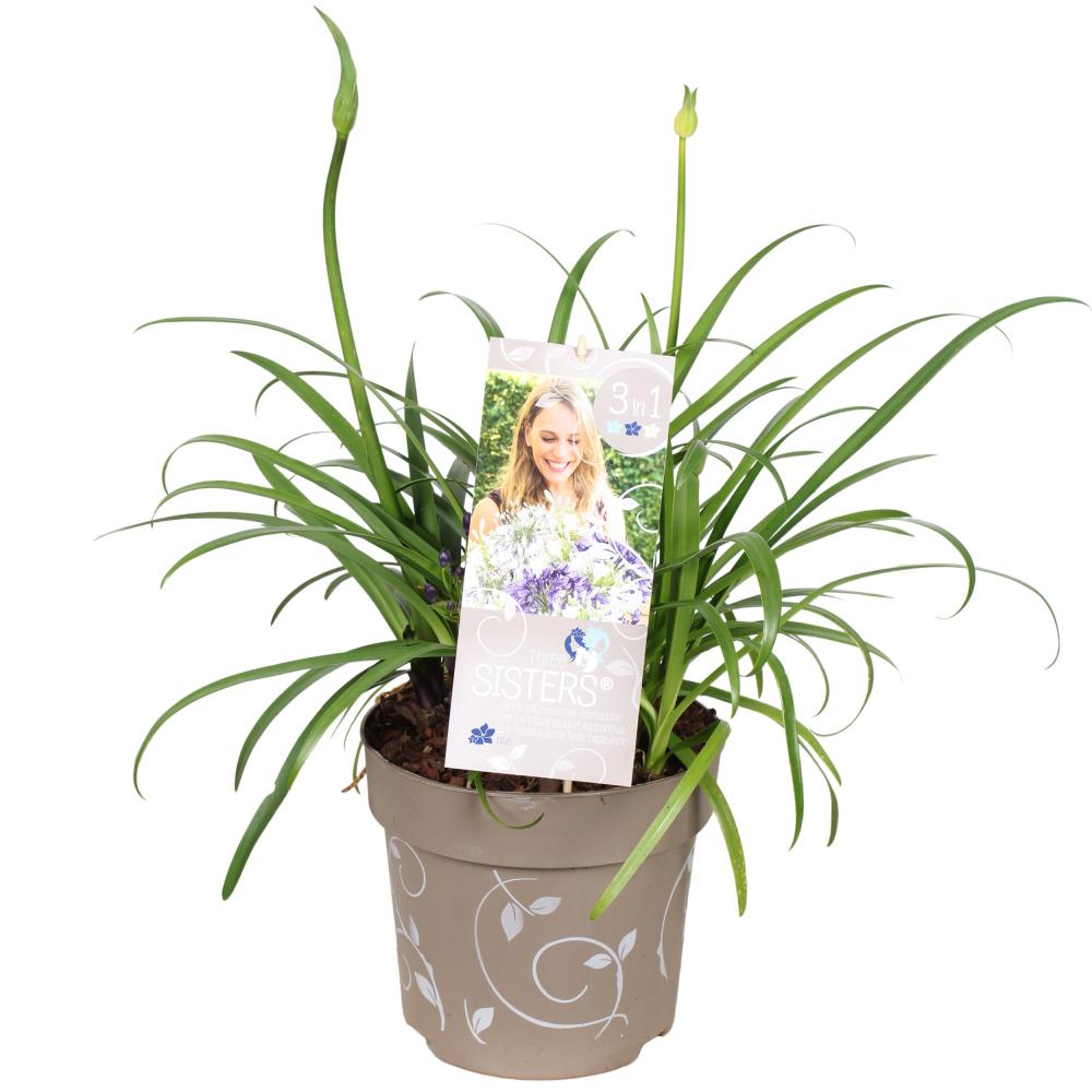 agapanthus