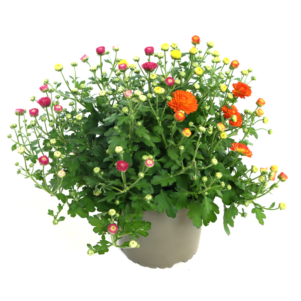 Chrysanthemum gigi trio