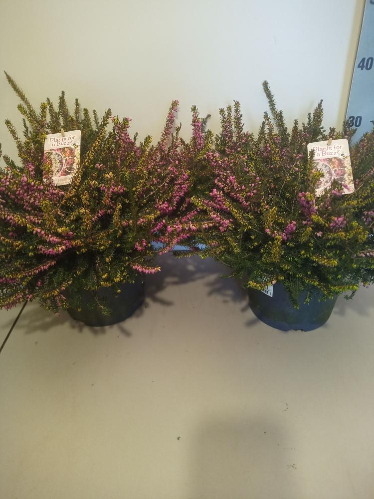 erica darleyensis