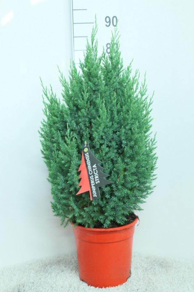 Juniperus