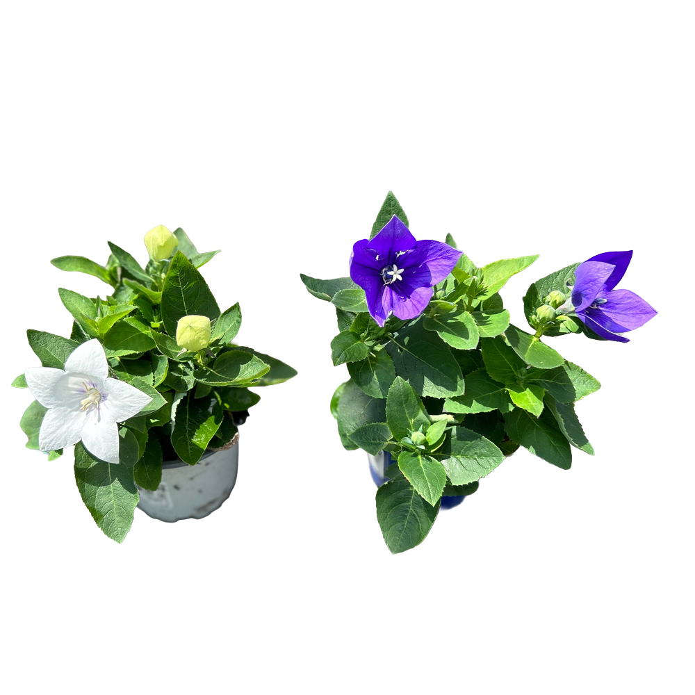 Platycodon grandiflora