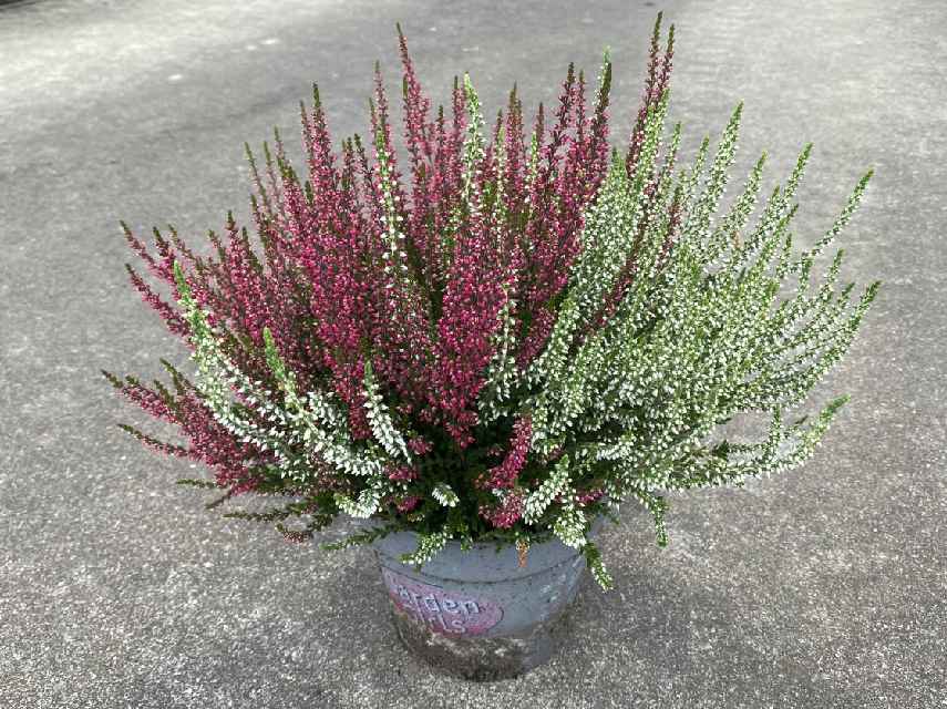 Calluna