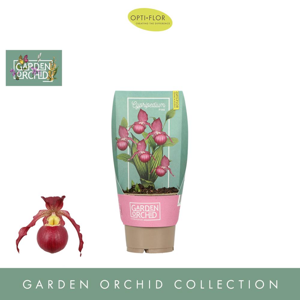 Cypripedium