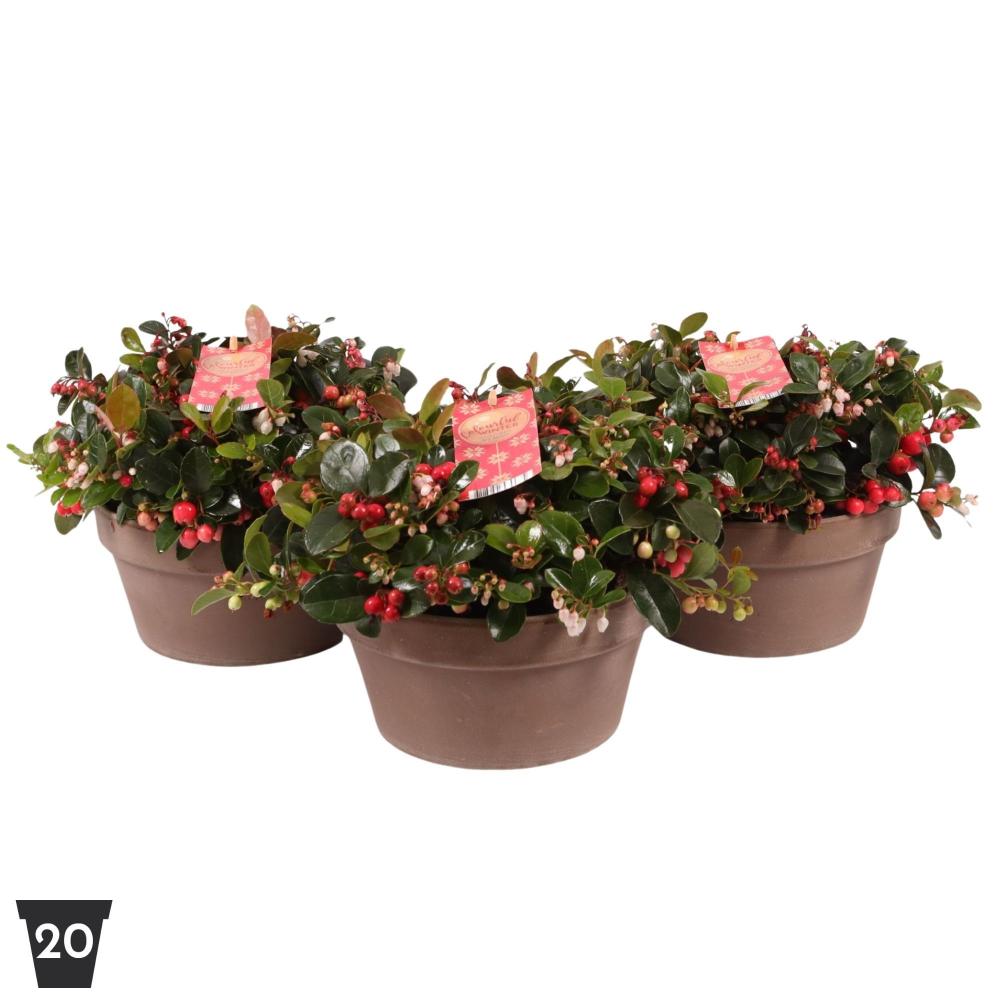 gaultheria