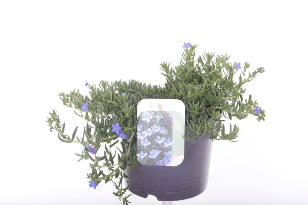 Lithodora