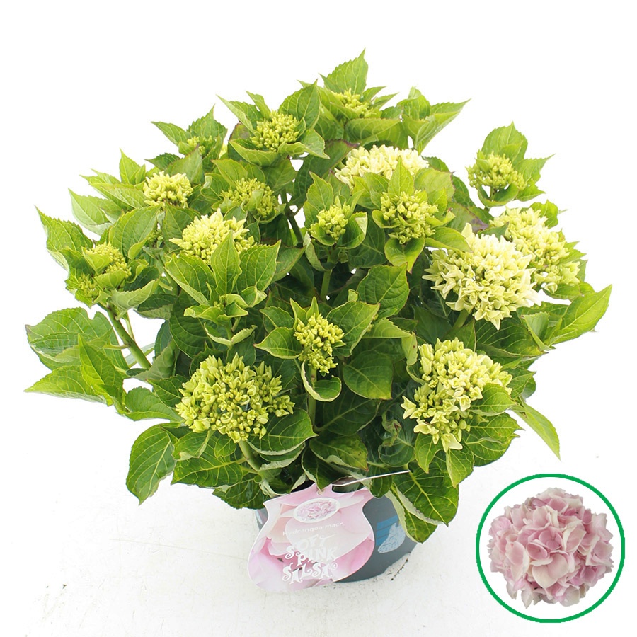 hydrangea