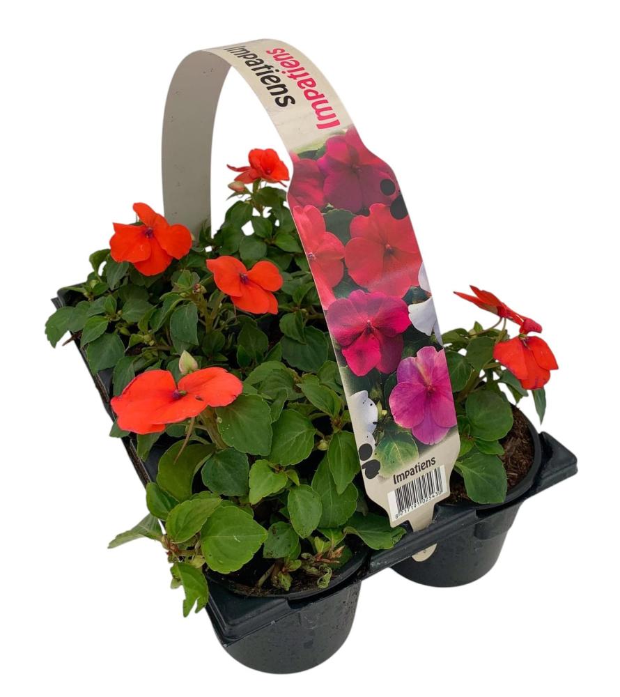 impatiens