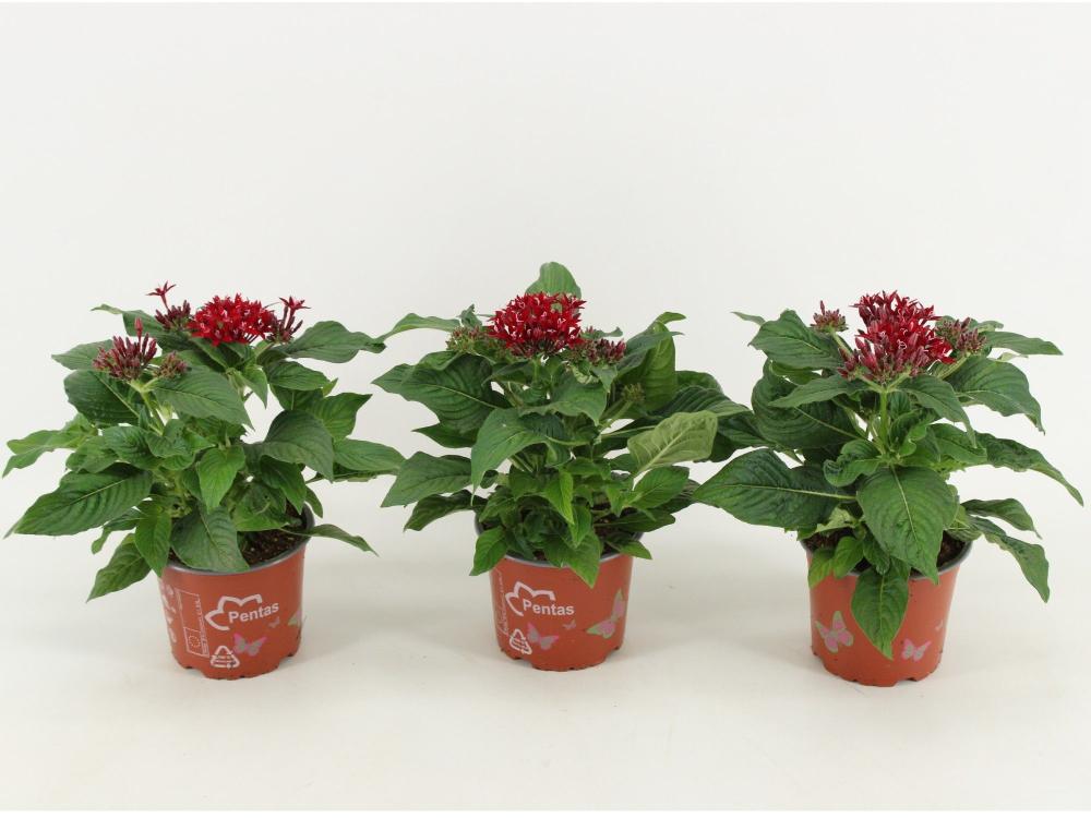 pentas