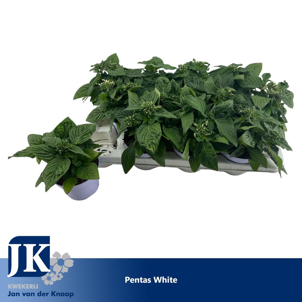 pentas