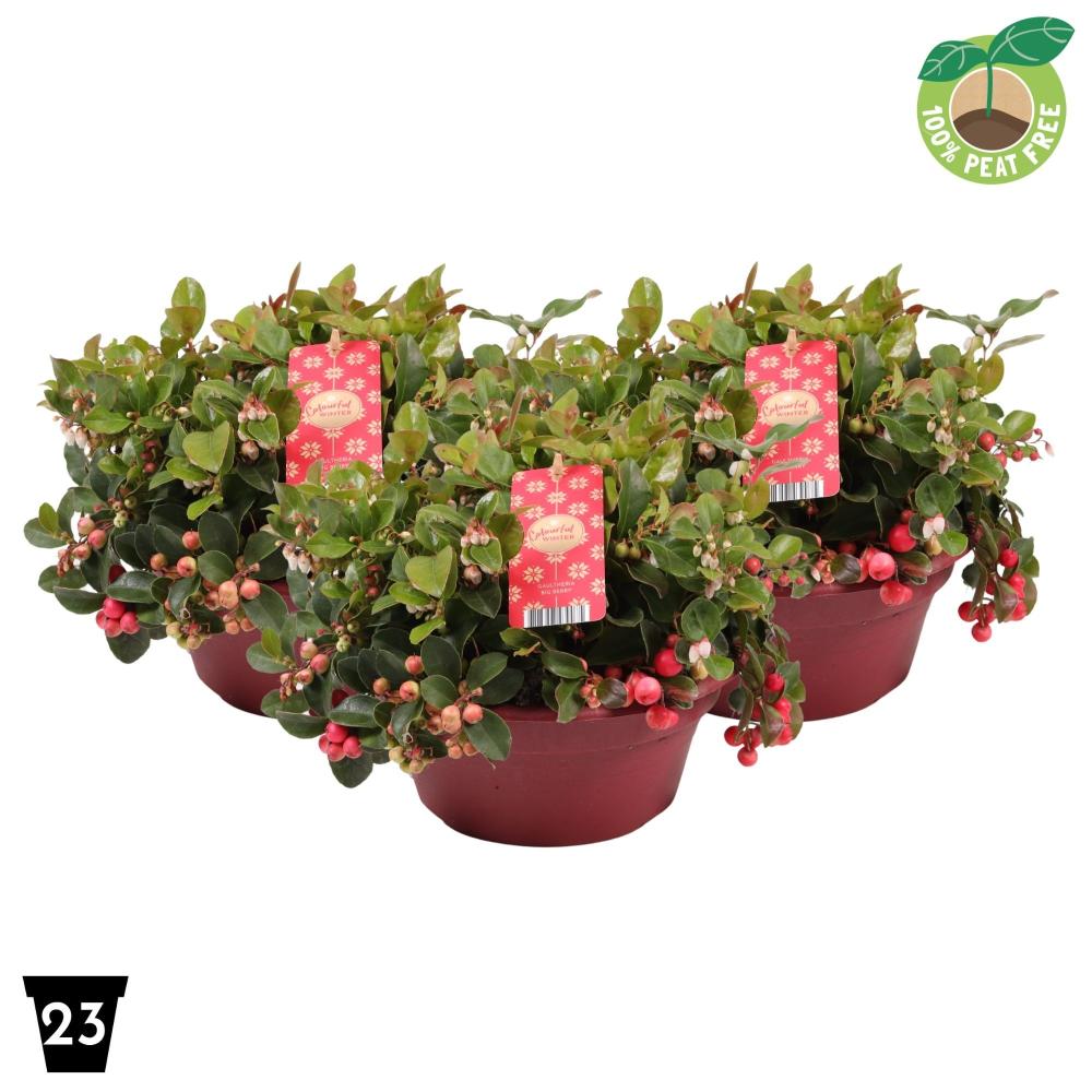 gaultheria