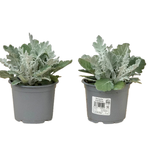 Senecio maritima