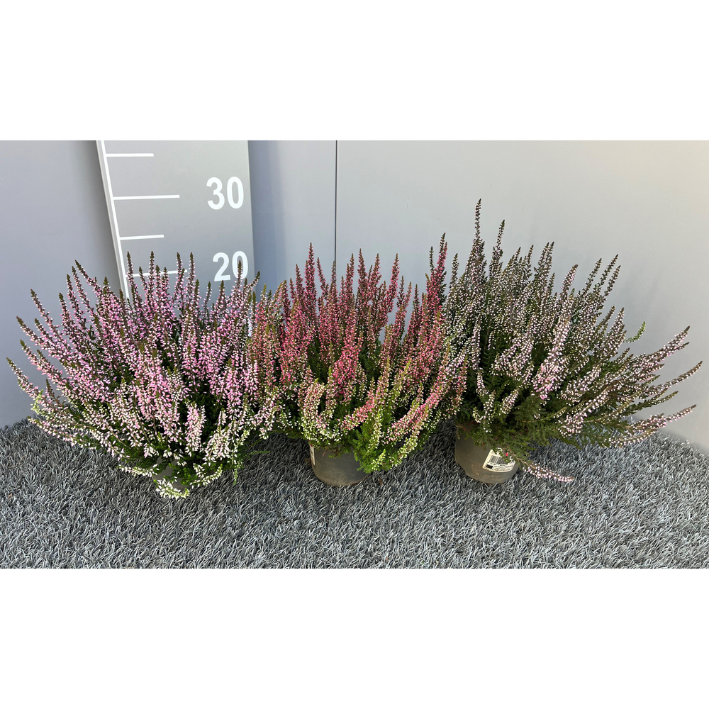 Calluna vulgaris garden girls