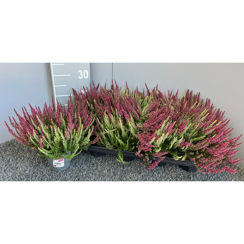 Calluna vulgaris garden girls twin