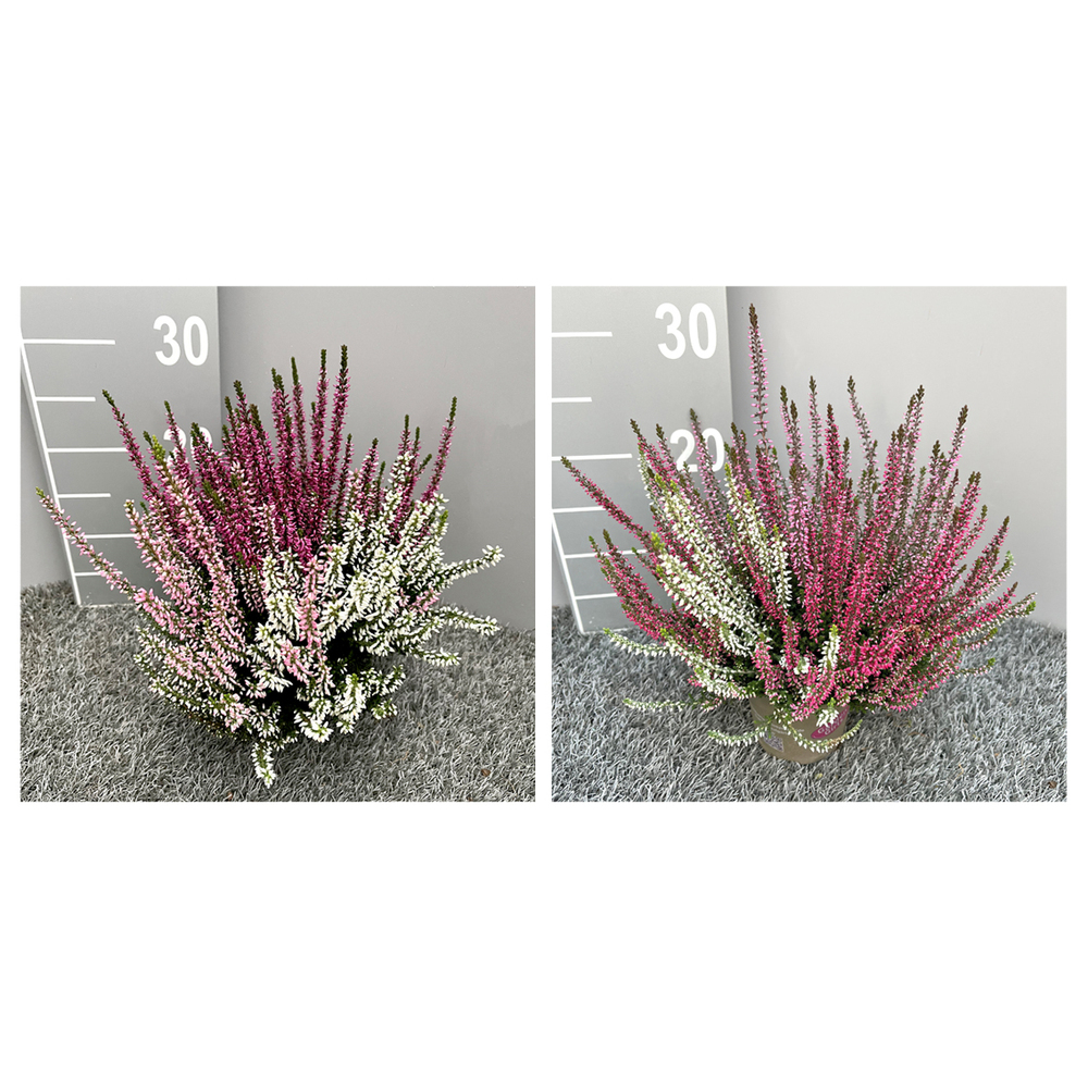 Calluna vulgaris garden girls trio