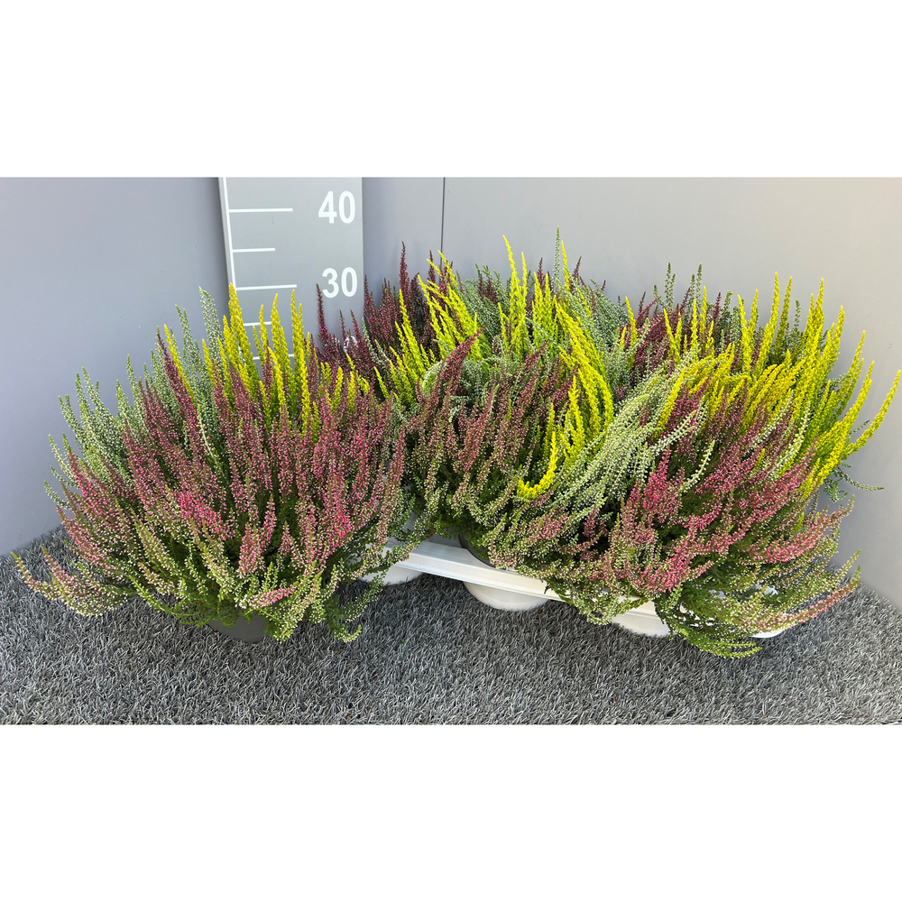 Calluna vulgaris garden girls trio