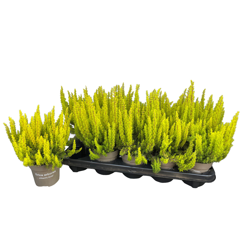 Erica arborea albert's gold