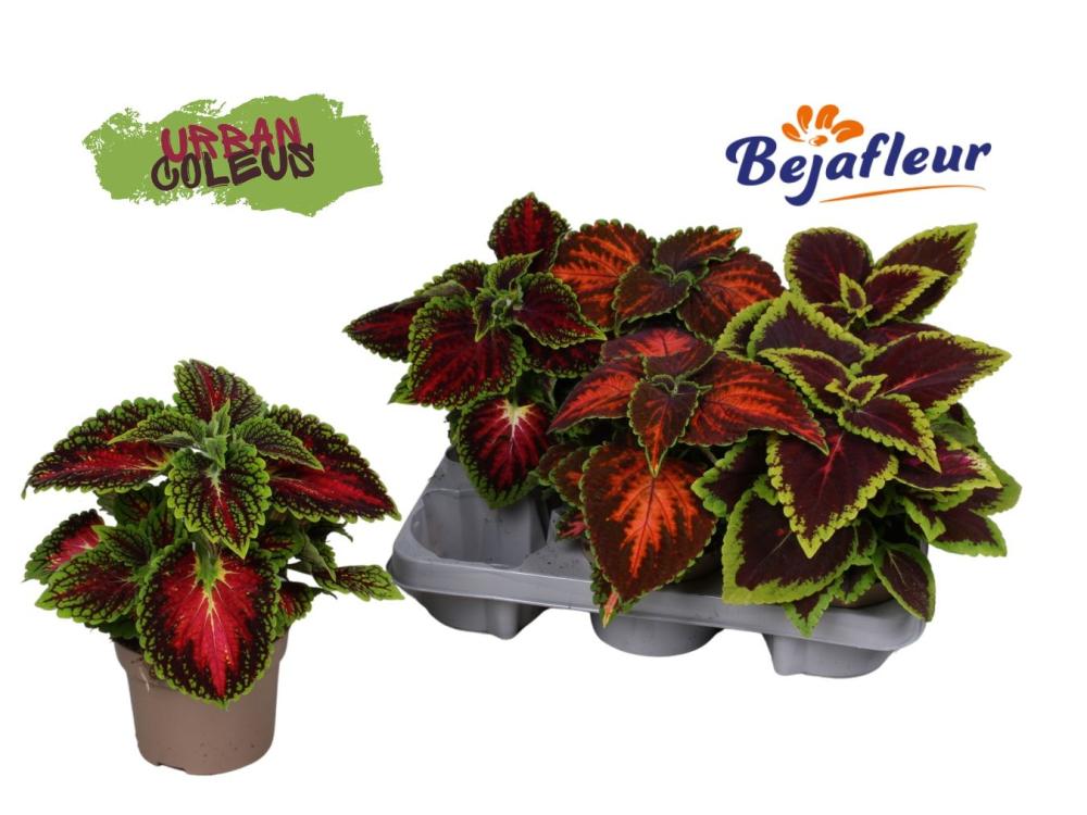 coleus